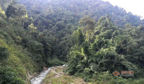 盘点 云南的茶山名到底有多野