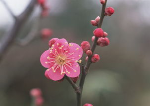 有关梅花的诗句(梅花幽香的诗句) 