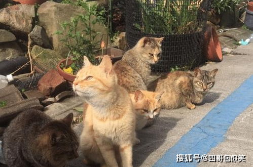 日本有一座 猫岛 ,岛上生活着上千只猫,被誉为 撸猫胜地