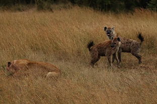 狮子隐藏在草丛中准备捕食,不料却腹背受敌被鬣狗这样虐