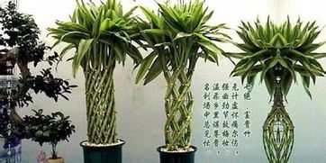 富贵竹种植？