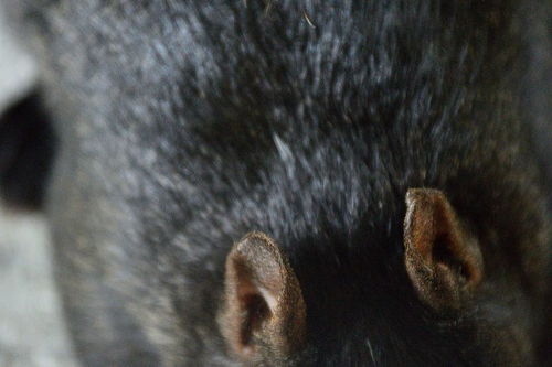 求哪位养猫高手解答一下 今天发现猫咪的耳朵上面突然红肿了一块 第一次养猫真的不知道是什么情况 