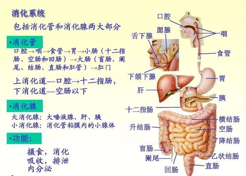 消化系统的所有名称？