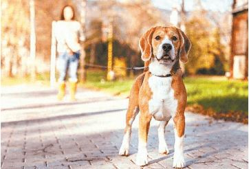 登记和防疫 全覆盖 烈性犬和大型犬 清零 红山区各部门各负其责规范城区养犬