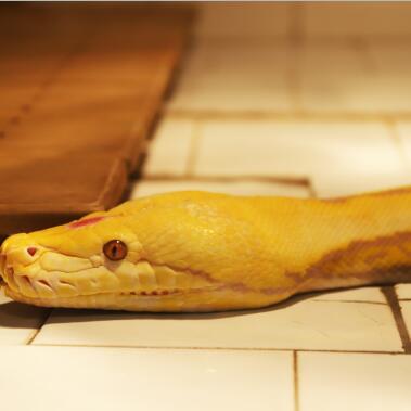 全球最漂亮的十种蛇 黄金蟒上榜 稀少的变异品种