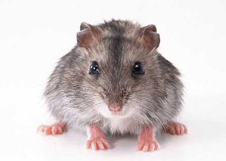 家里有老鼠怎么办 家里有老鼠对孕妇有影响吗