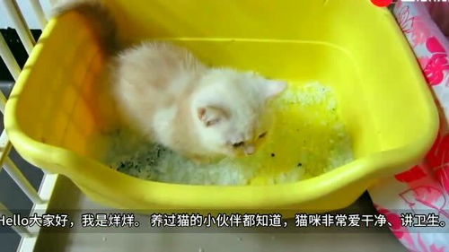 为什么把猫粑粑铲厕所会堵(猫屎被铲走后猫为什么叫)