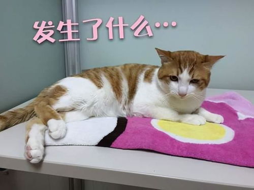 猫如何繁殖后代（猫怎么生小猫崽儿，猫繁殖的过程和注意事项）