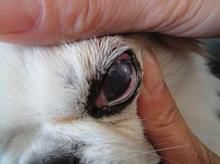 什么是犬眼虫病 