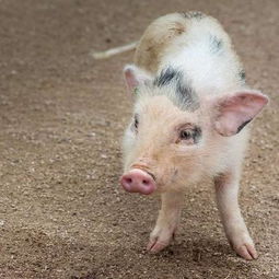 猪的耳朵有什么作用 简单介绍四大功效