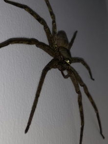 房间里看到的,这是什么蜘蛛,好大一只,有没有毒的 急 