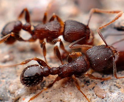 草地铺道蚁养殖 玩转微型生态,与小蚂蚁共度奇妙时光