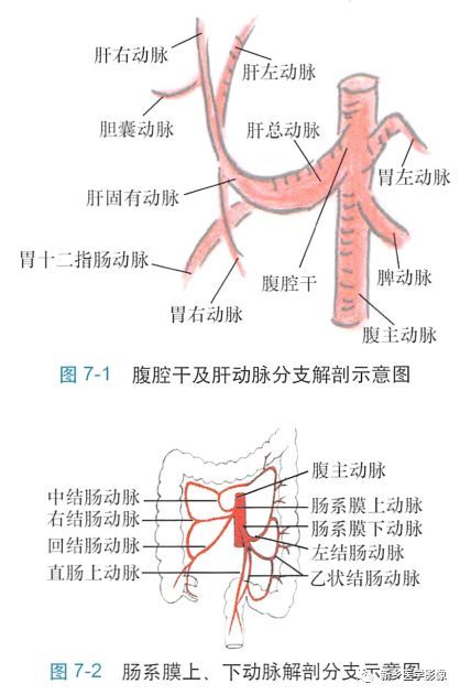 腹主动脉解剖图片 搜狗图片搜索