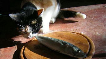 人会被鱼刺卡死,猫吃鱼却不会被卡到喉咙,这到底是为什么