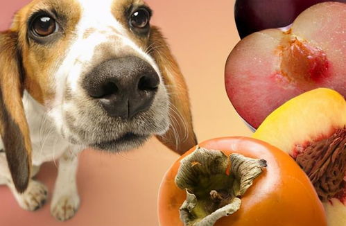 这6种食物,作用不小,可以帮狗狗 治病