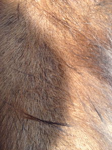 狗狗最近掉毛严重 皮肤有点红 看它拼命的抓咬估计是很痒 是真菌感染还是其它什么 要用什么药 