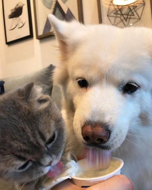 猫猫跟狗狗抢着吃酸奶,结果猫猫只能舔酸奶盖,猫猫一脸的不爽