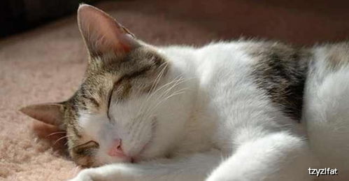 猫咪睡眠时间过长其实是一种不健康的信号,简单了解猫咪嗜睡症