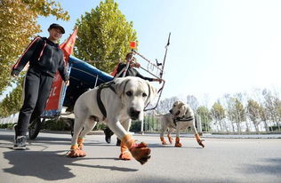 带着两条狗拉着1千斤自制 房车 徒步去云南,辽宁这对父女火了