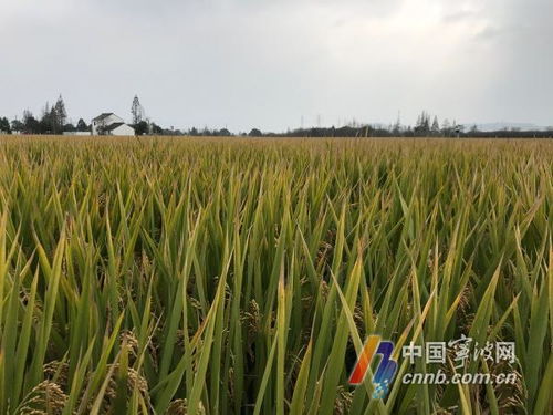 801.79公斤 甬优水稻 破省连作晚稻百亩方最高亩产纪录 