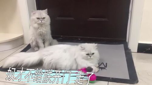 两只猫咪的爱好反差极大,猫咪见到红点反应完全不同,太可爱了 