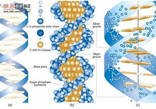 人类的DNA分子结构图 