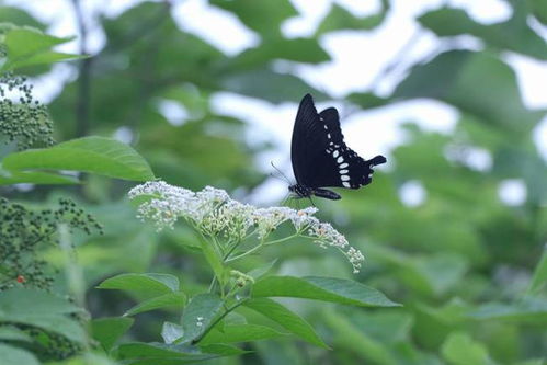 9月中旬,4属相迎来开门红,生意火收入多,生活蒸蒸日上