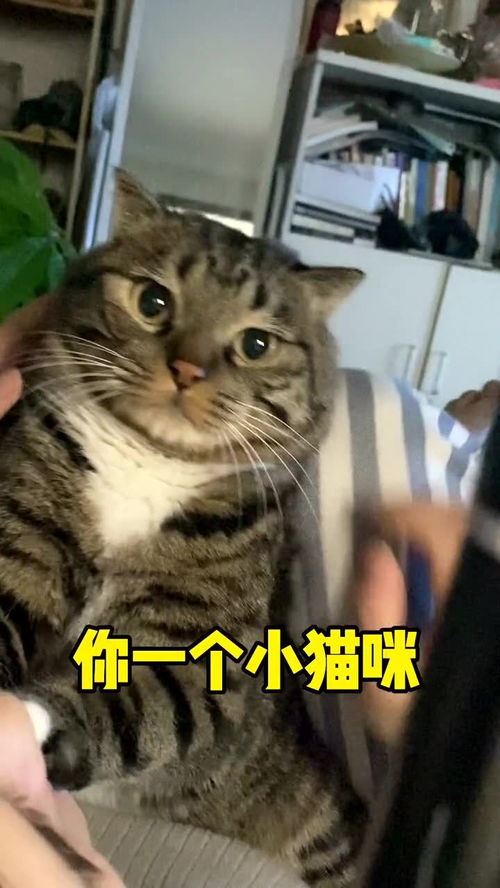 请问小猫咪你需要法律援助吗 