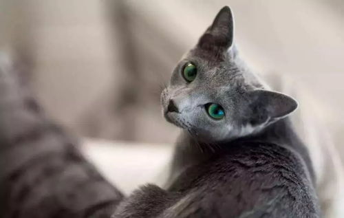 俄罗斯蓝猫 为何被称为猫中的 高冷范儿