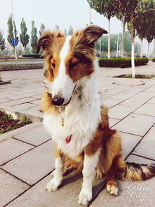 北京郊区的小区不让养大型犬,我家是苏牧,有狗证可以么 不会被查走吧 