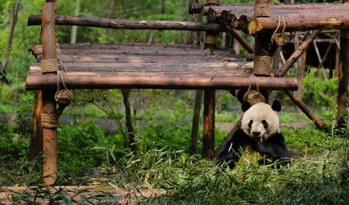 成都将建熊猫国际旅游度假区,拟于明年五月正式开放 – 执惠