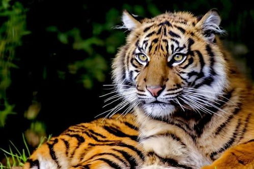 有些动物从未见过老虎,为何第一次见到老虎会吓尿