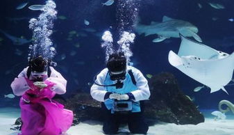 韩国首尔水族馆员工水下穿韩服 玩游戏