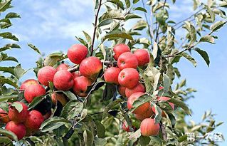 苹果树叶螨的危害及具体防治方法,夏季苹果树要注意哪五种病虫害
