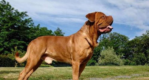 世界上最大的四种狗狗, 非常高, 第四种体型最大 