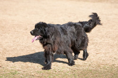 帮忙给高加索犬起个名字幼犬 