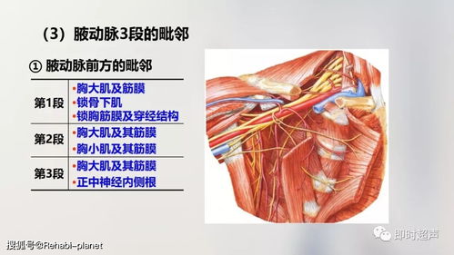 前臂后区深层血管神经 搜狗图片搜索