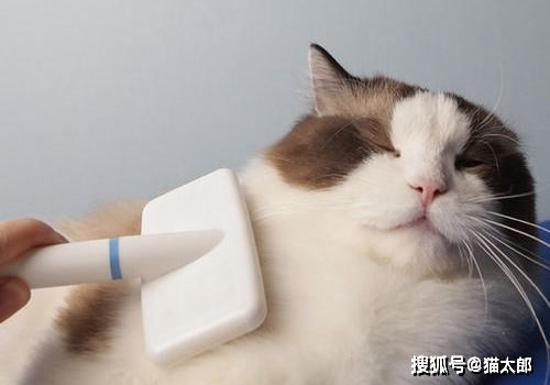 猫咪经常吐毛球怎么办 养猫需要常备的东西是