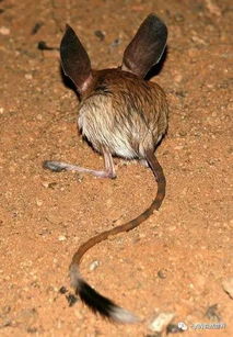 沙漠中的米老鼠 长耳跳鼠 