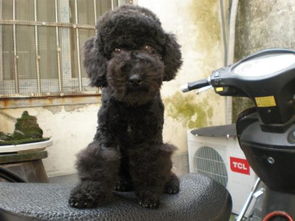 有没有小型黑色贵宾犬 多少钱 