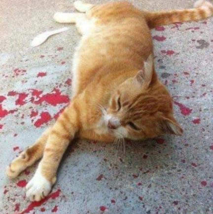 小伙发现躺在地上的猫咪,身下还有 血迹 ,走近一看却笑了