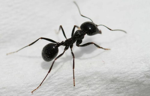 梦见好多蚂蚁是什么意思