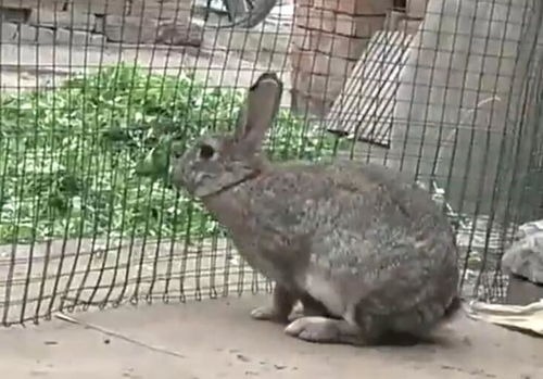 50只母兔一年的利润 2019年价格多少钱一只