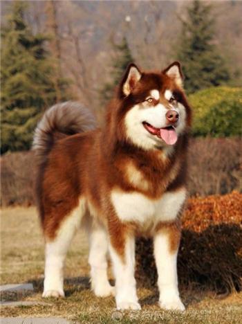 阿拉斯加雪橇犬价格,阿拉斯加犬多少钱