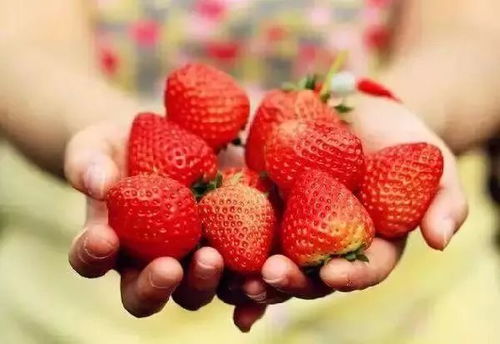 里水镇 阳光草莓葡萄园草莓采摘福利来袭 19.9元限时抢原120元采摘票,免费试吃,还可带走一斤自摘草莓