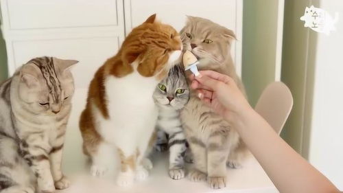 猫咪吃冰淇淋用舌头狂舔的模样萌翻铲屎官,简直太可爱了 