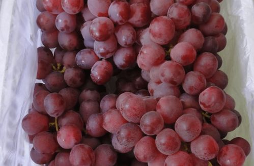 红提和葡萄的区别是什么 红提和葡萄的种植技术
