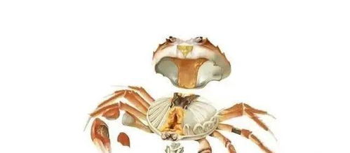吃螃蟹竟有这么多讲究 小心吃不对会中毒
