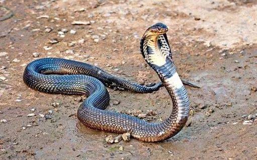 咋回事 有人在厦门山区放生十几条蛇,包括重达40多斤的大蟒蛇