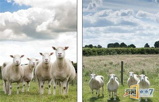 克隆技术复活四只 多利 羊 一模一样健康可爱 